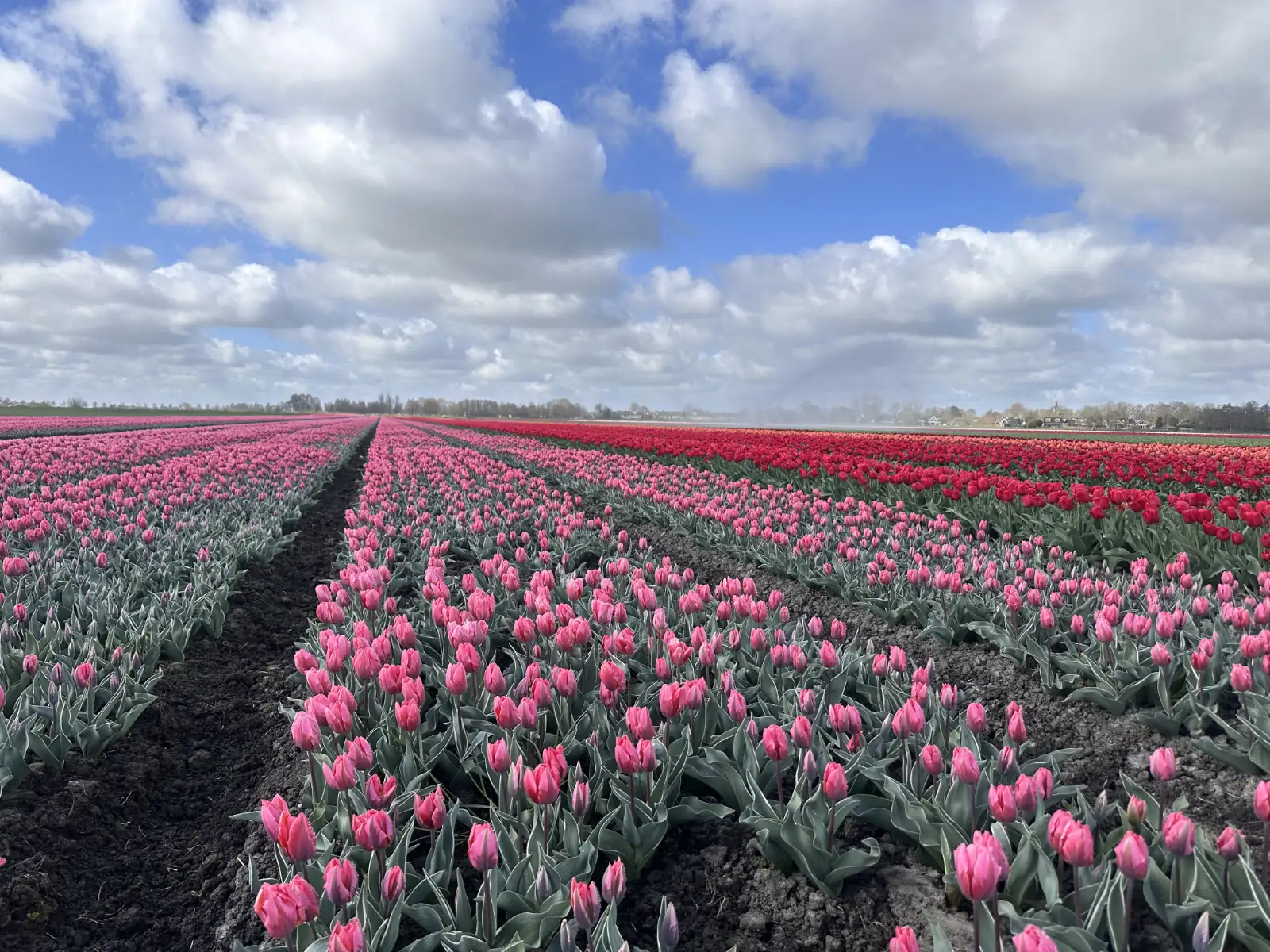 Early spring flowers blooming