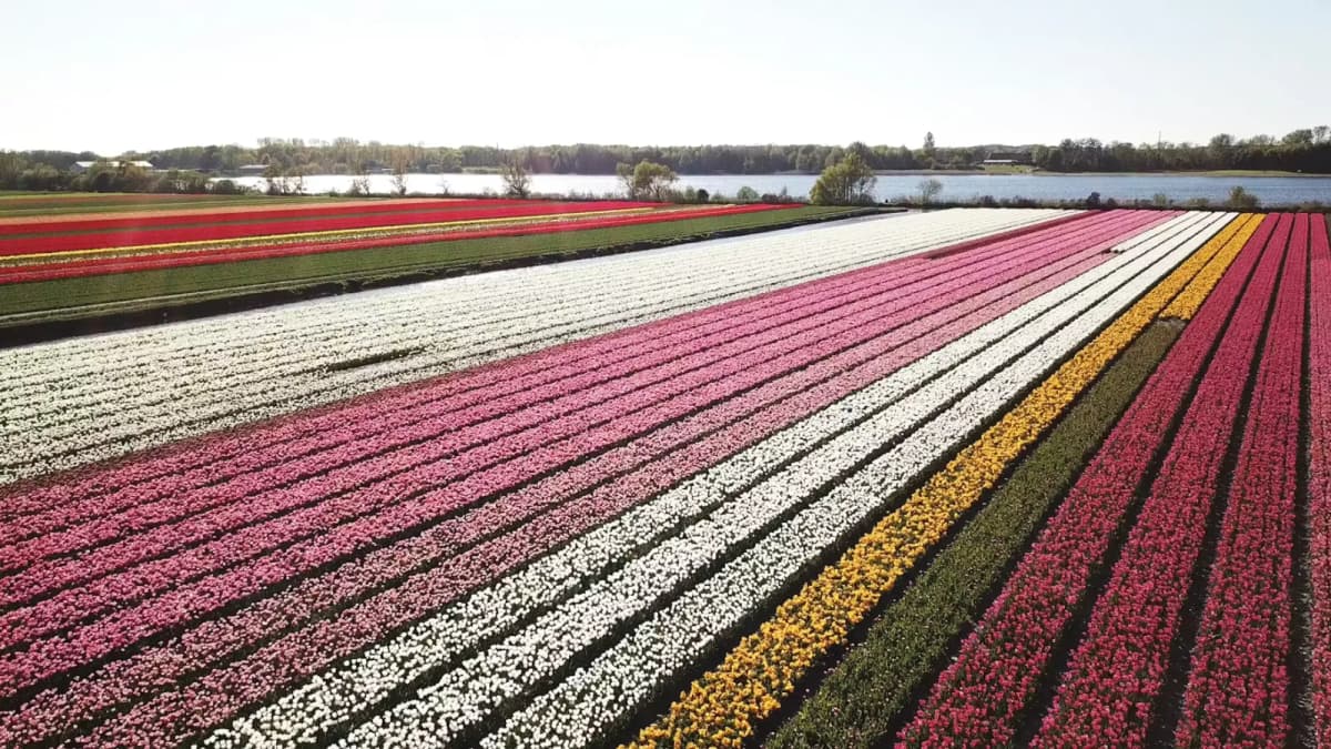 Colorful tulip fields stretching to the horizon