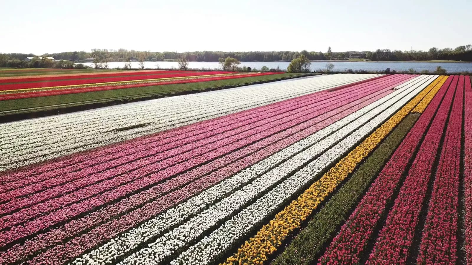 Aerial view of a working tulip farm with geometric rows of colorful tulips