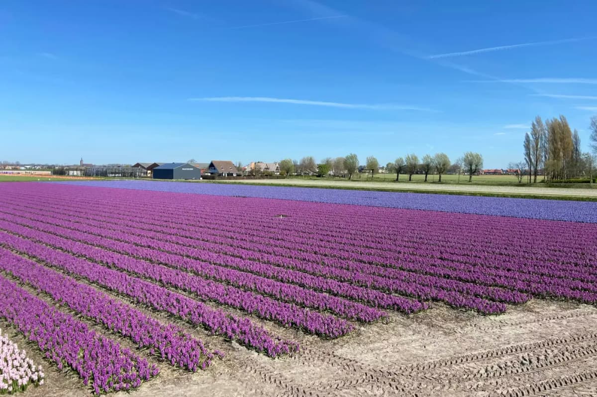 Colorful hyacinth fields in spring