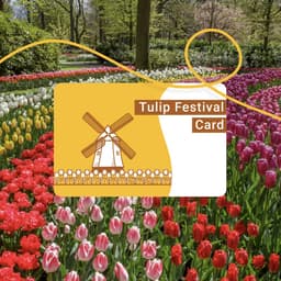Tulip fields in bloom near Amsterdam during spring festival