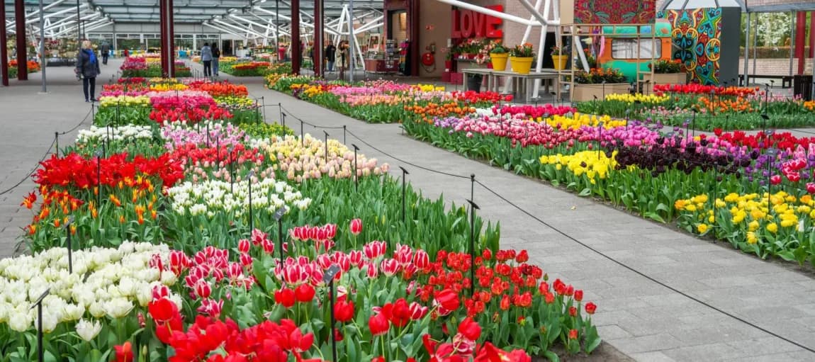 Indoor flower exhibition at Keukenhof pavilion