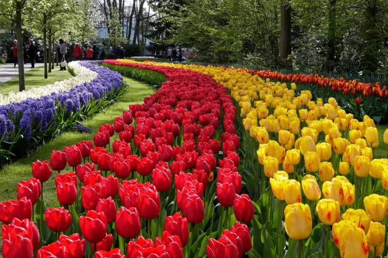 Keukenhof Gardens in full bloom during the Flower Parade weekend in April