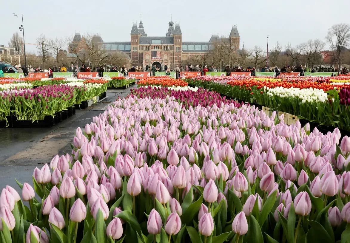 Amsterdam Jordaan neighbourhood with canal and historic buildings near the Tulip Museum