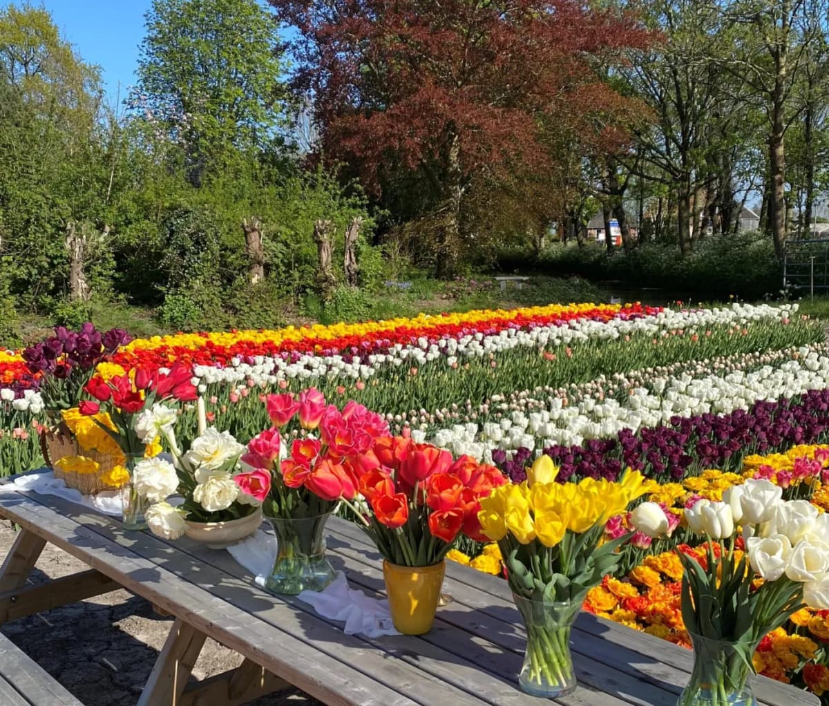 Picture of the tulip picking garden in Venhuizen