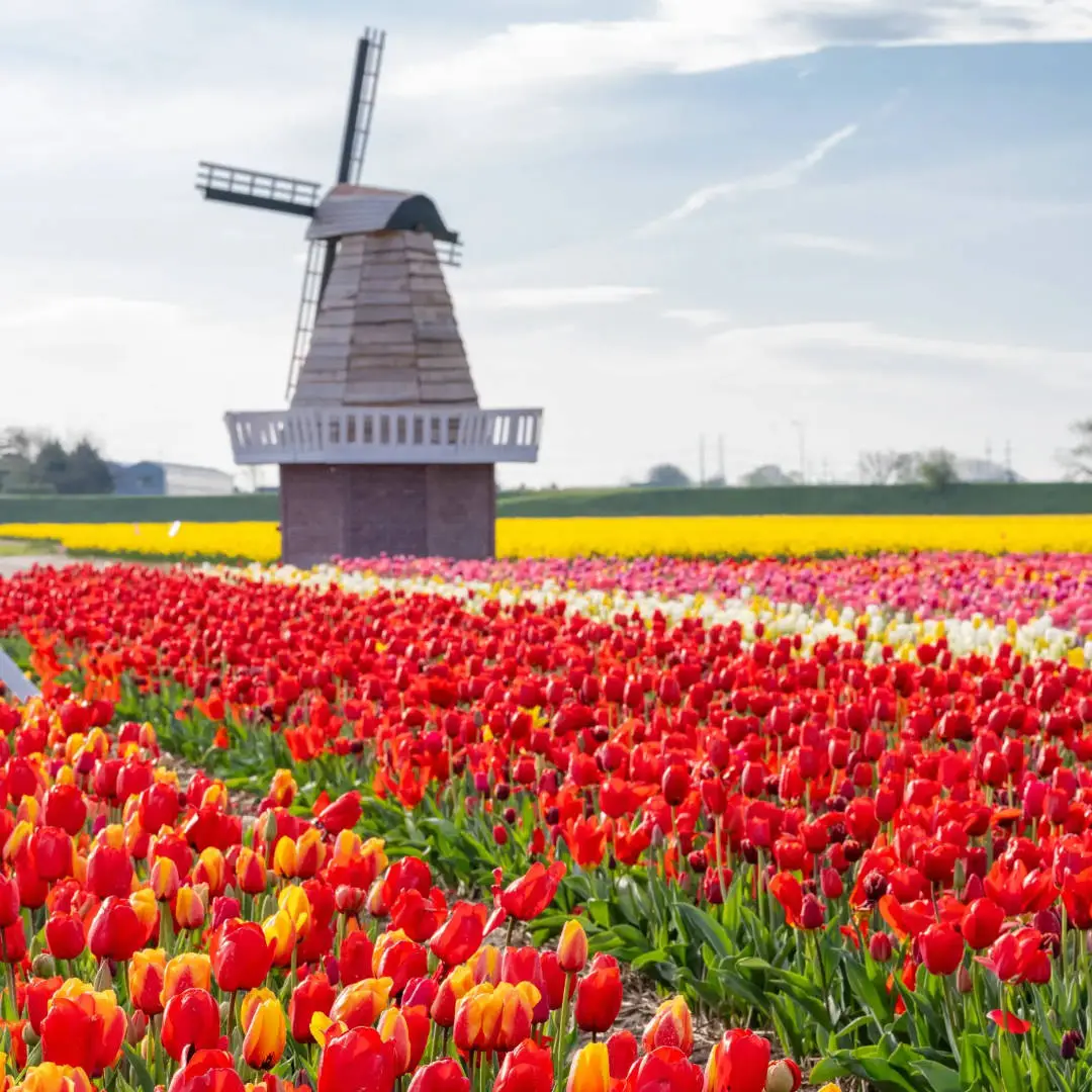 Windmill at the Tulip Barn