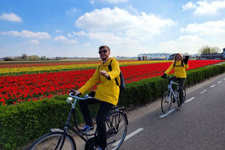 Cyclists on a path through colorful tulip fields
