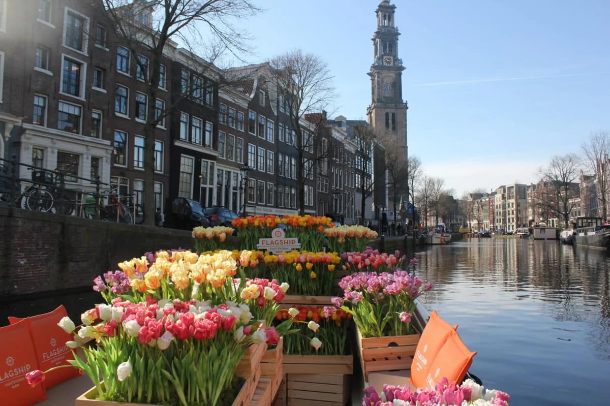 Photography session on the Amsterdam tulip boat with blooming tulips and canal houses