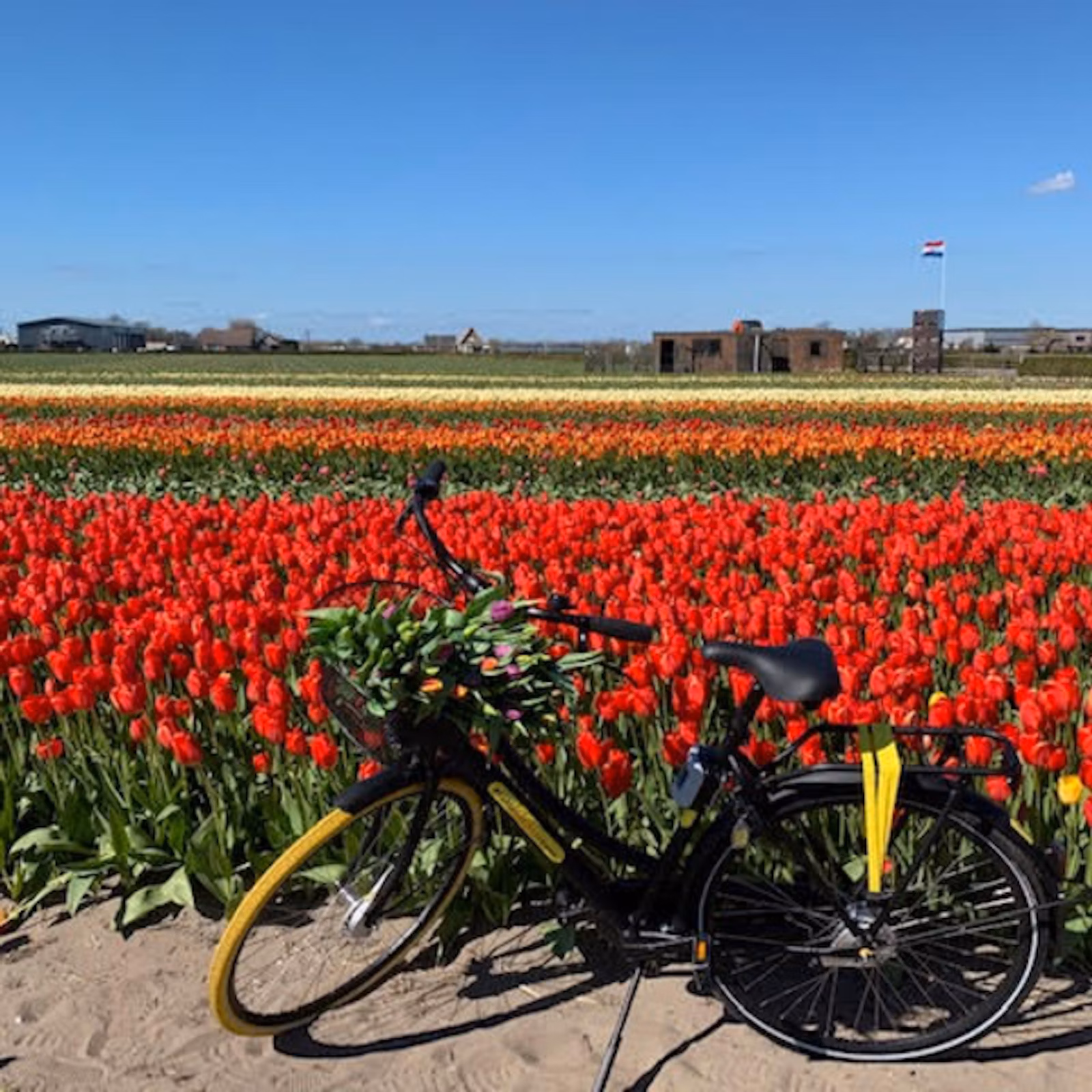 Cycling through tulip fields