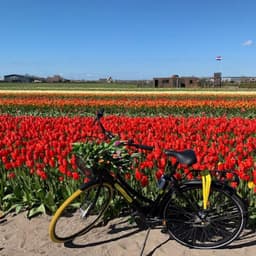 Bycicle parked in front of a tulip field