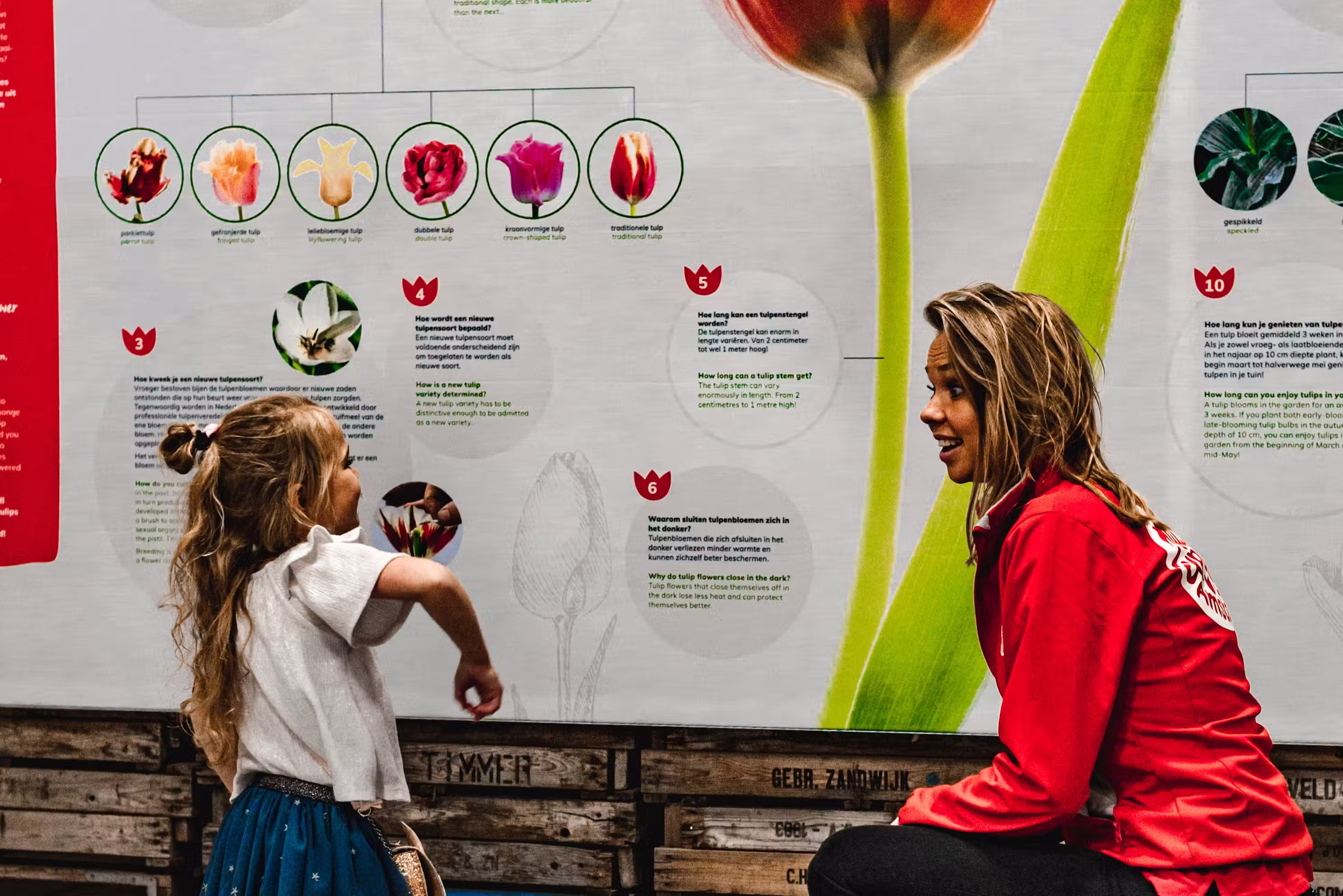 Tulip museum inside Tulip Experience Amsterdam with cultivation history