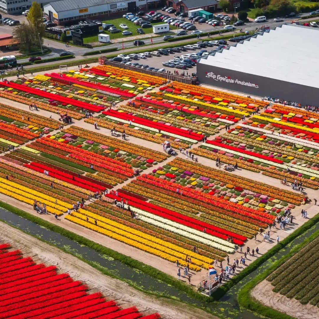 aerial view of tulip experience