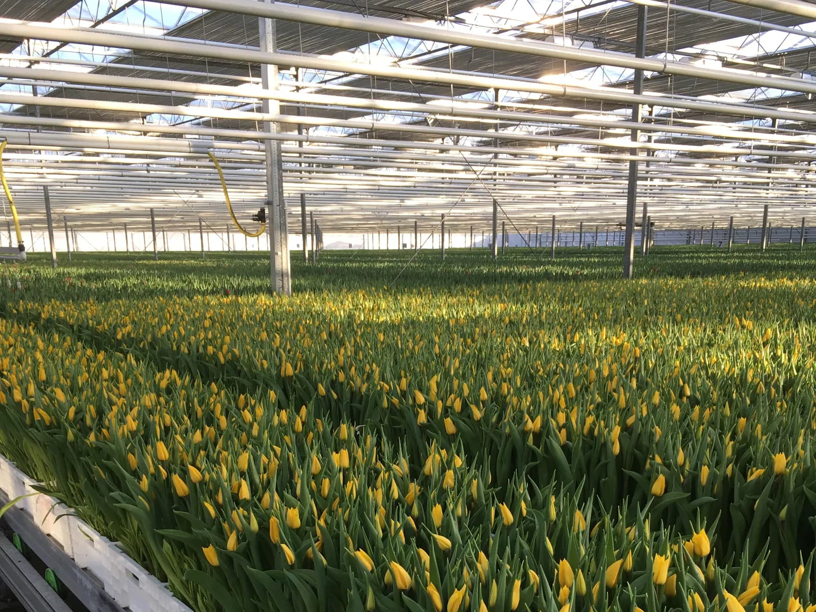 Traditional Dutch windmill with tulip fields