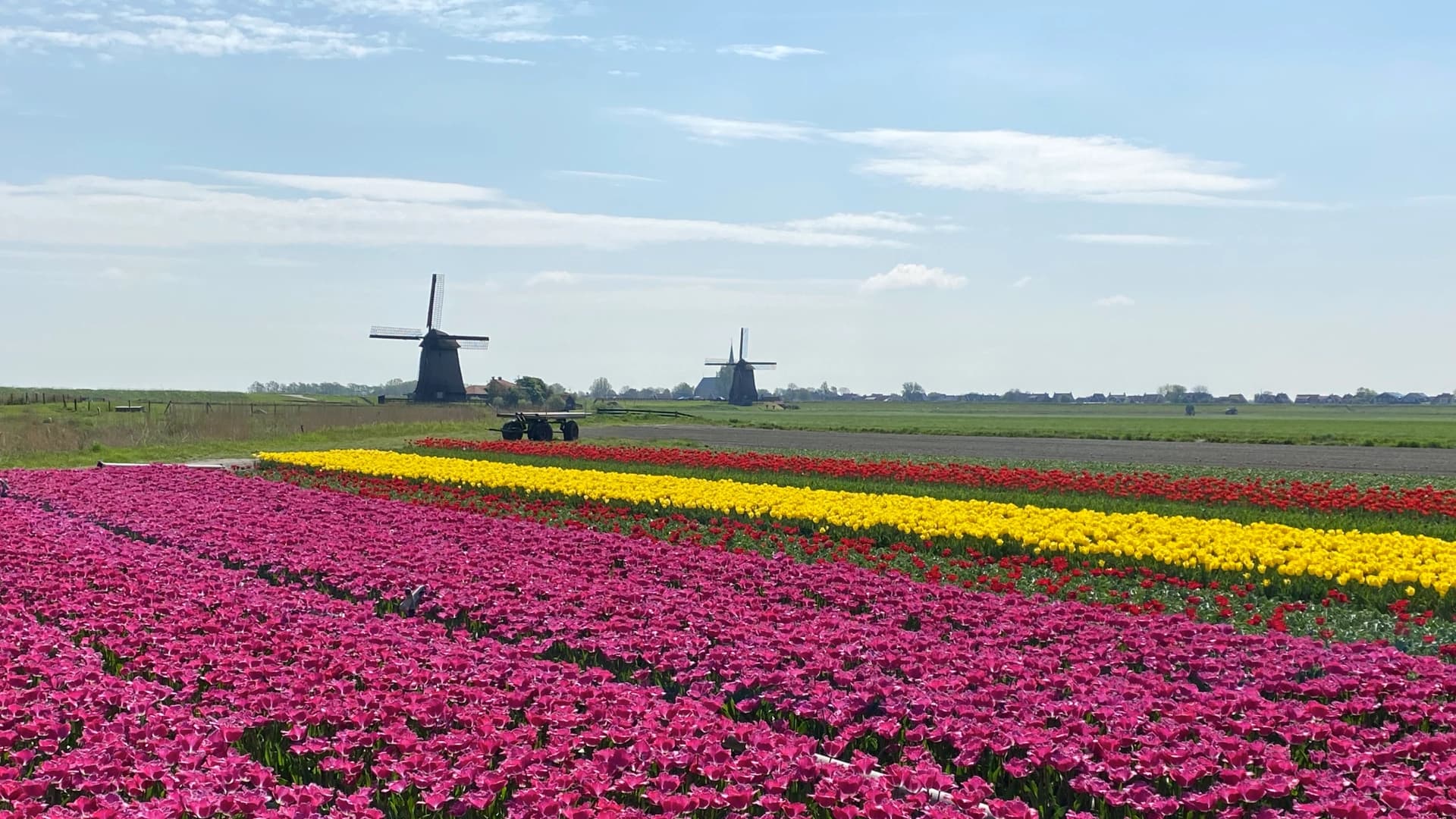 Traditional Dutch windmill near Keukenhof