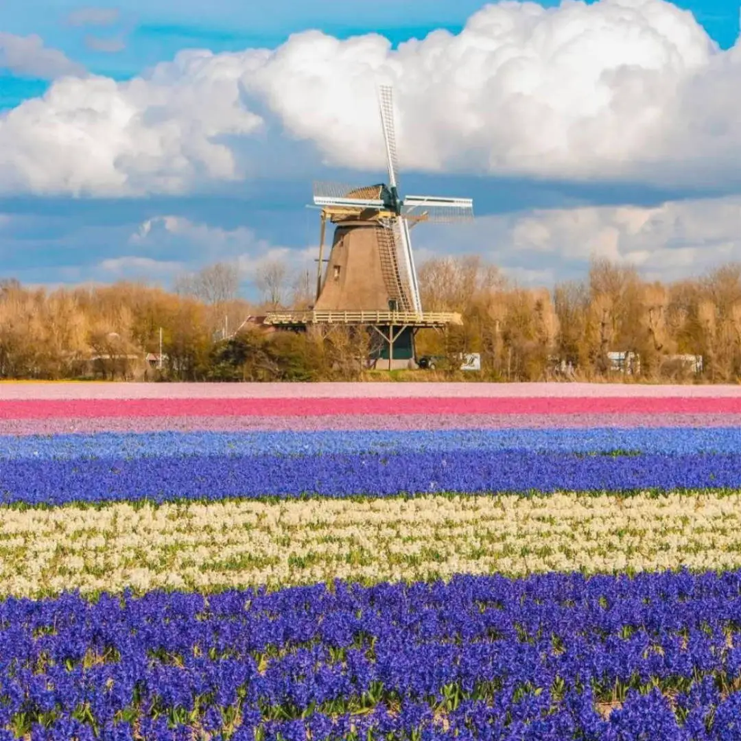 Windmills in a field of hyacinths