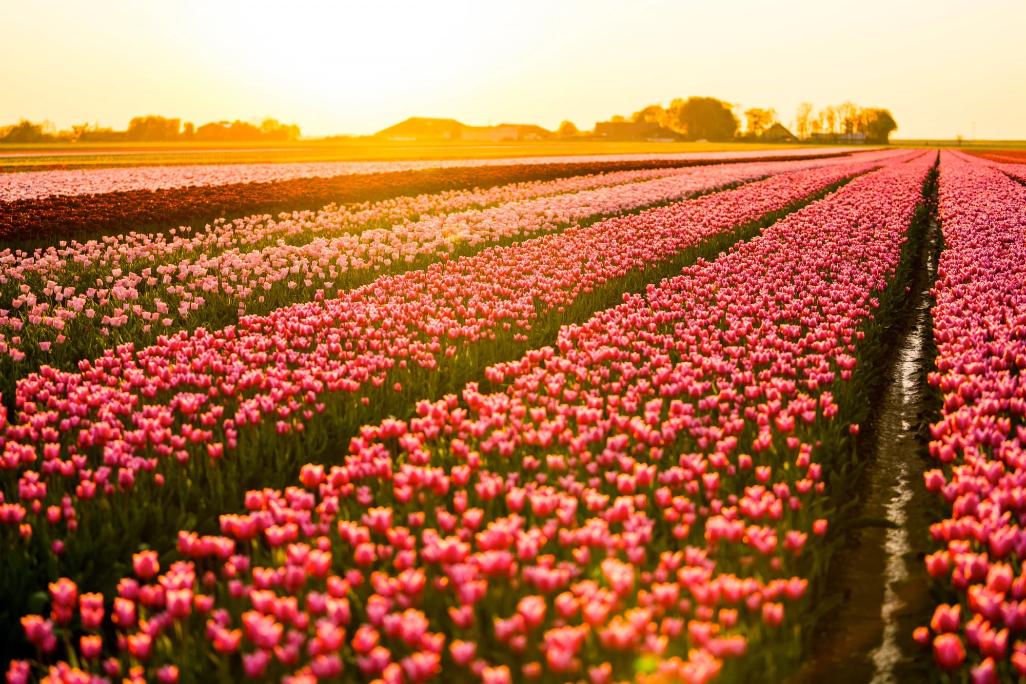 Tulip Fields
