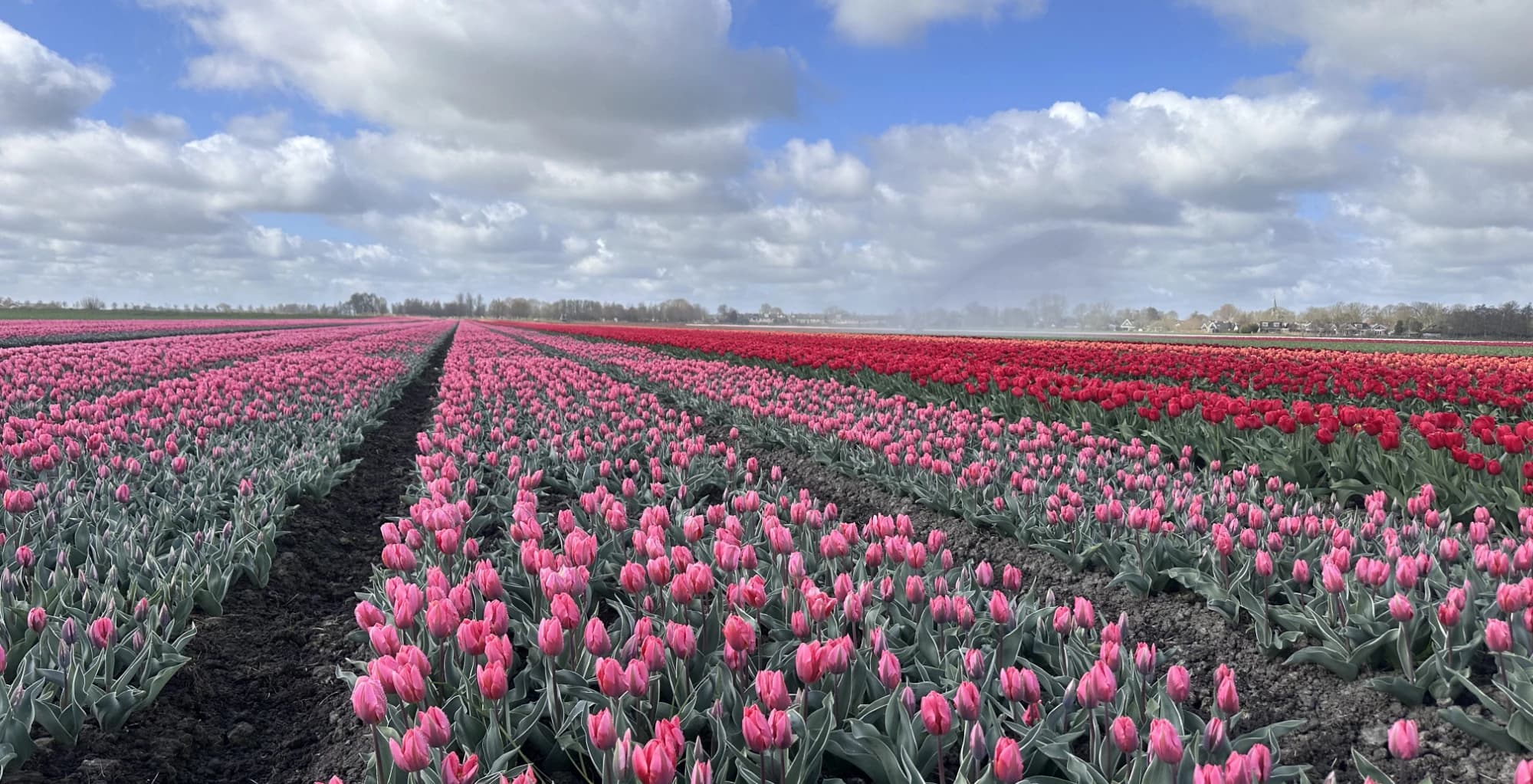Early Spring Flowers 2026 - The Start of the Tulip Festival