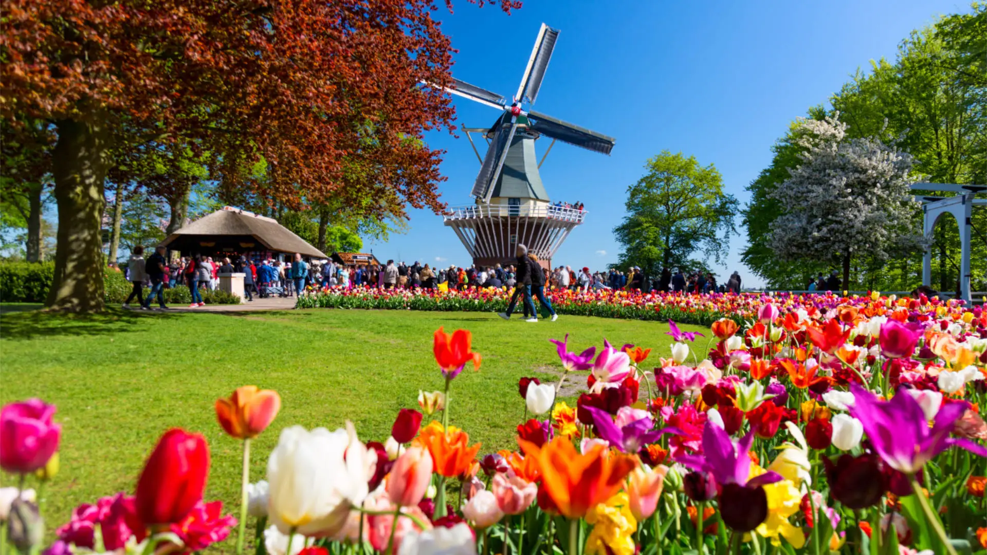 Colorful tulips in full bloom at Keukenhof
