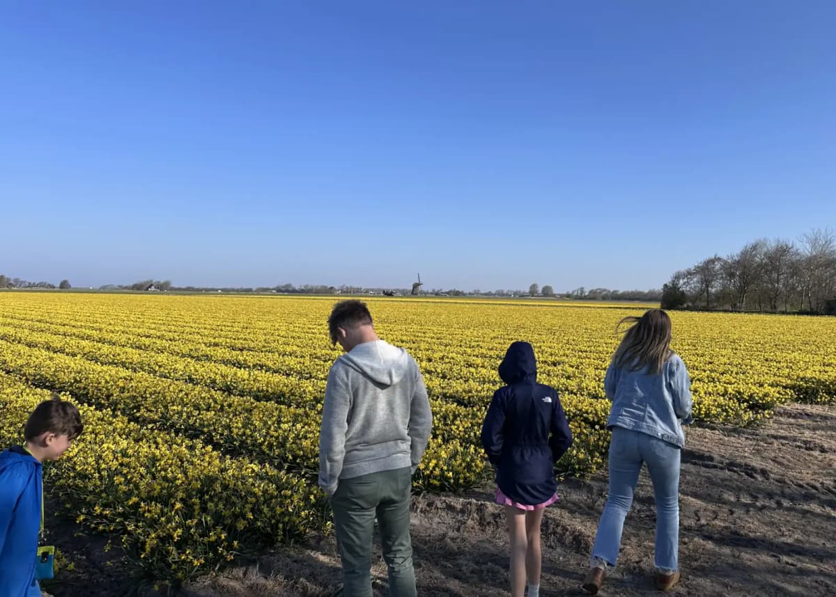 Yellow daffodil fields stretching to the horizon