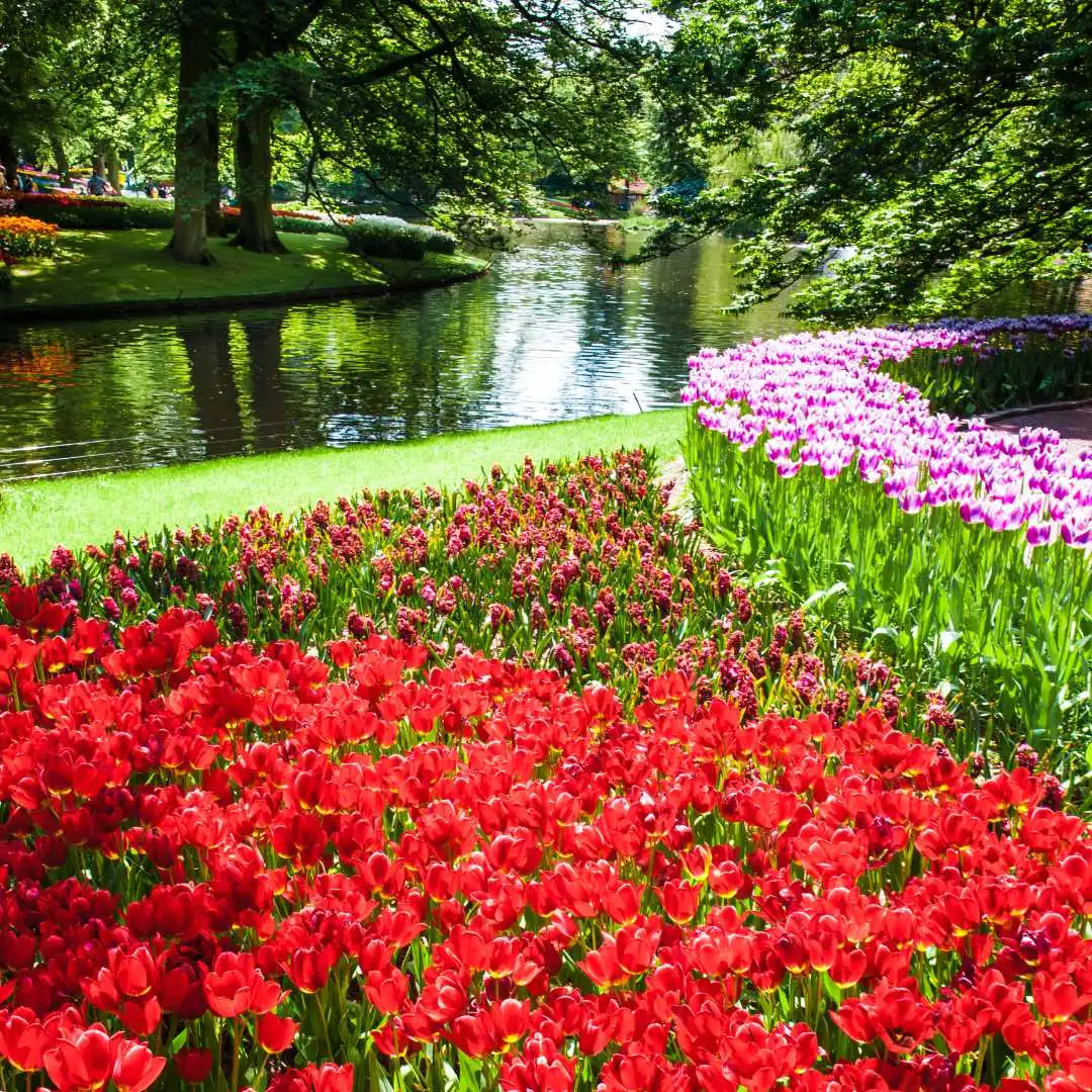Tulips in spring at Keukenhof