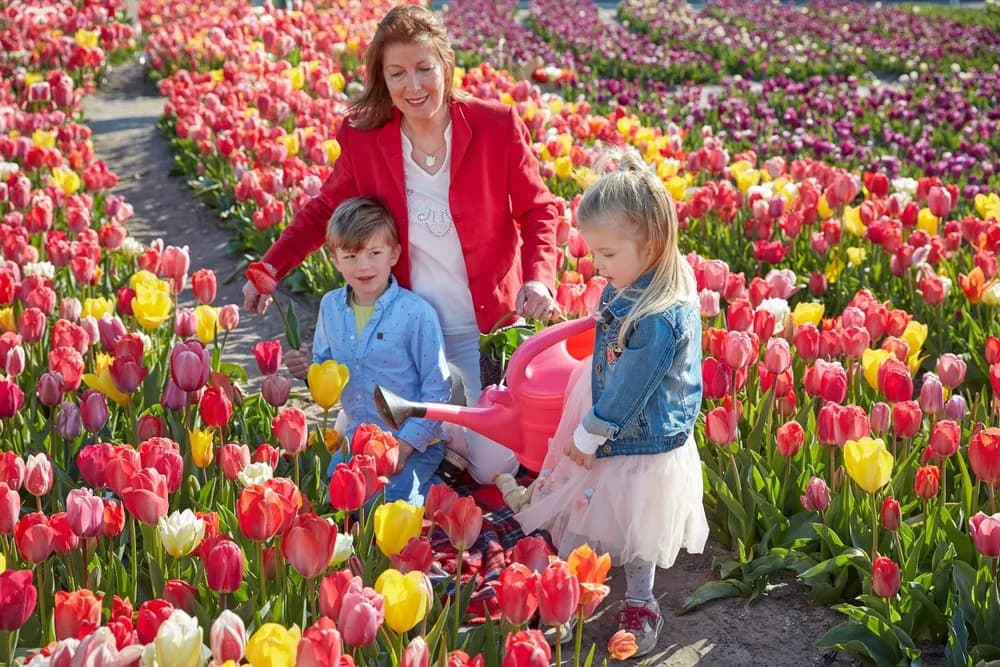 Family enjoying tulip fields with children
