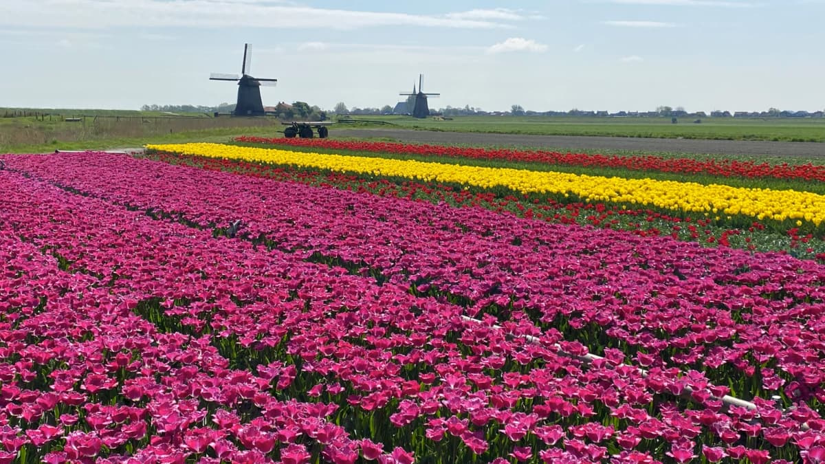 Beautiful tulip field in the Netherlands