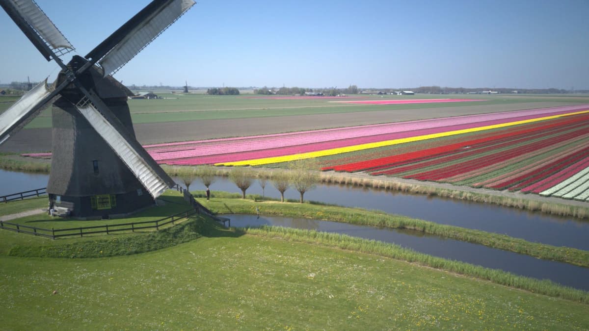 Beautiful tulip field in the Netherlands
