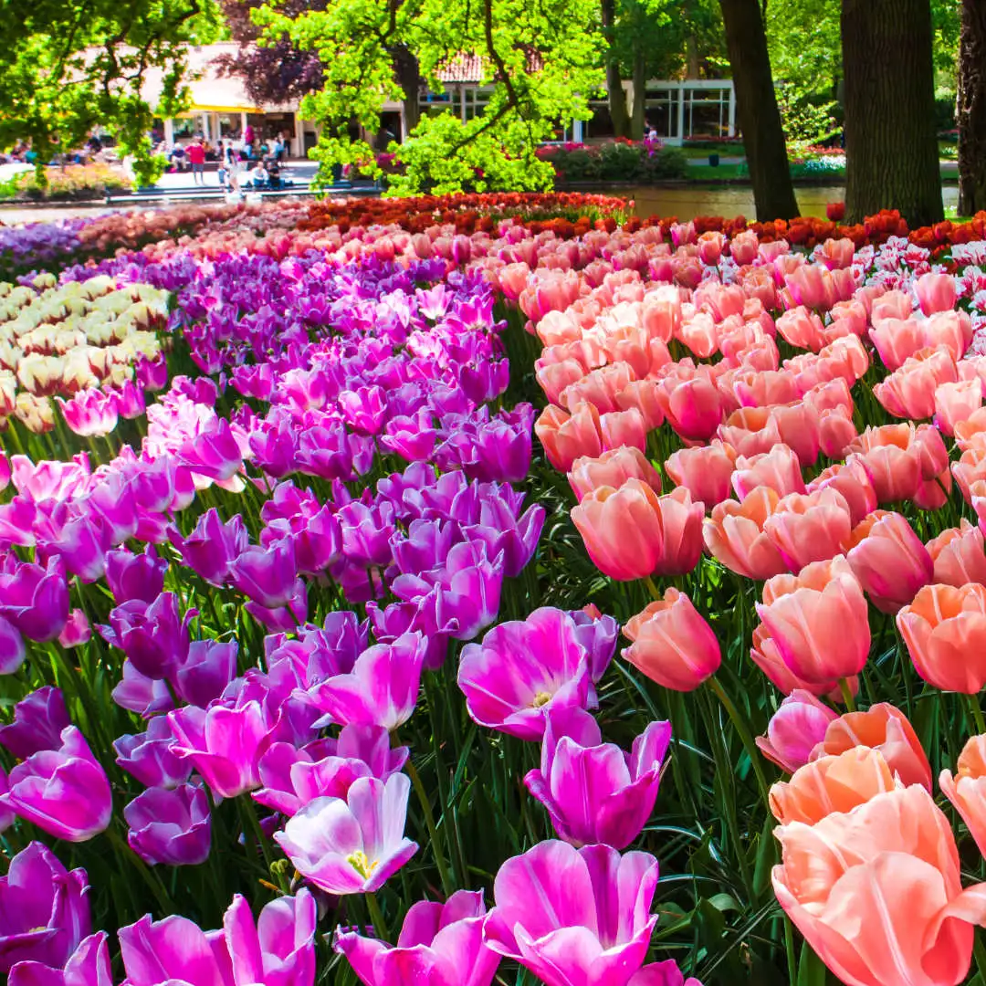 Keukenhof: the world's most famous flower garden