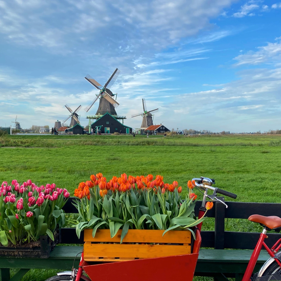 Zaanse Schans: where the windmills still turn